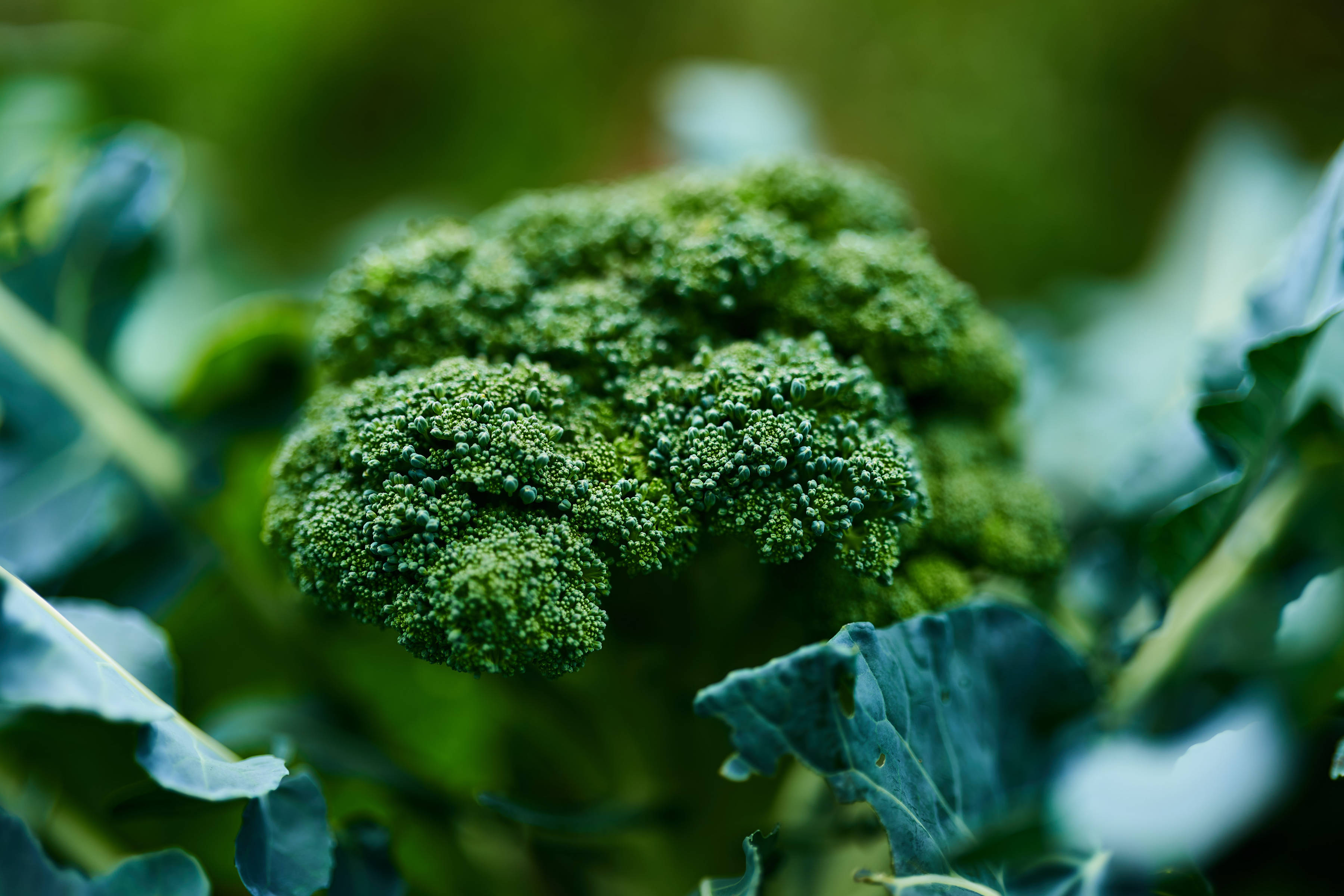 Fresh broccoli. Photo: Hans Ripa / Unsplash.