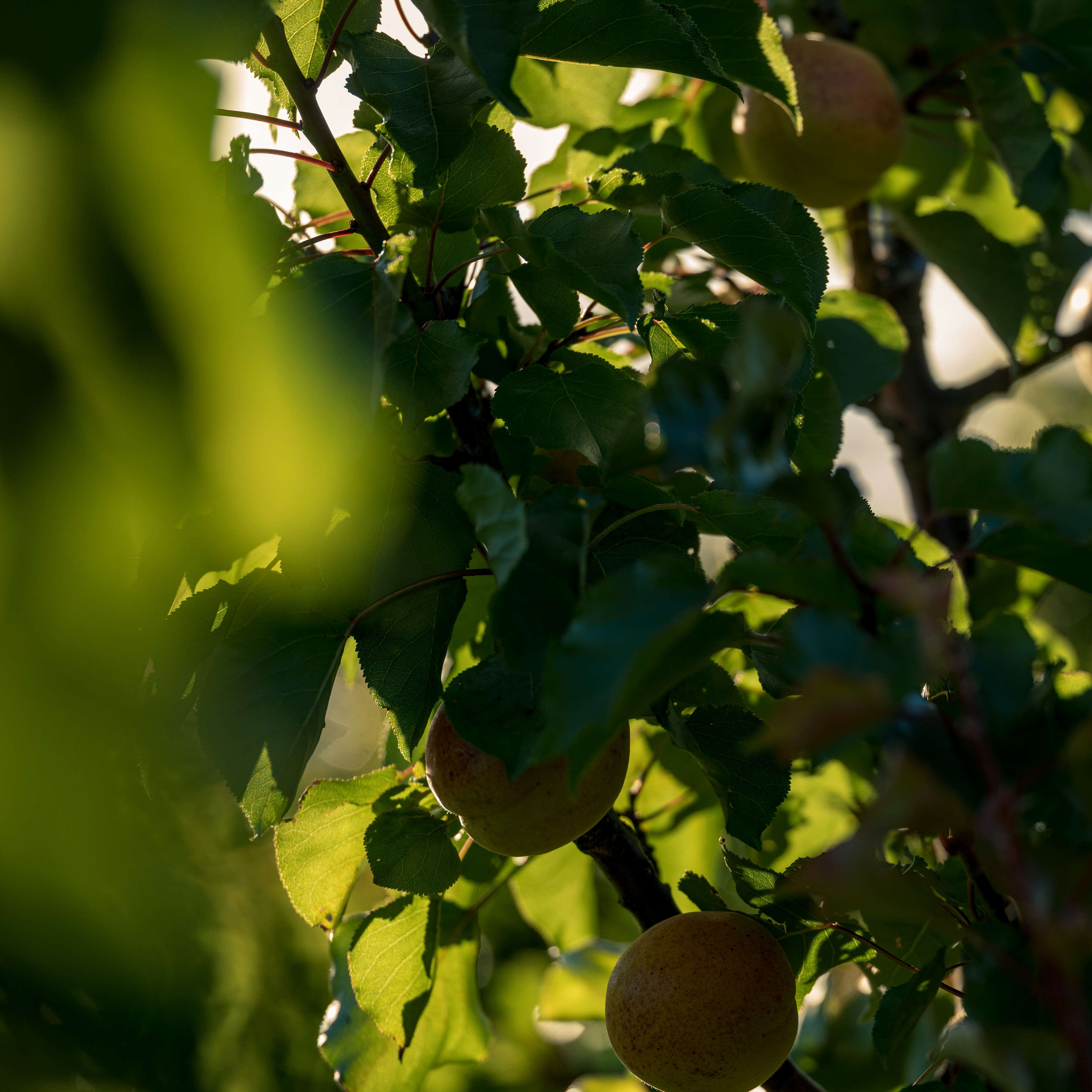 Apricot orchard, Lowdina Orchard, Southern Tasmania. Photo: Andrew Wilson.