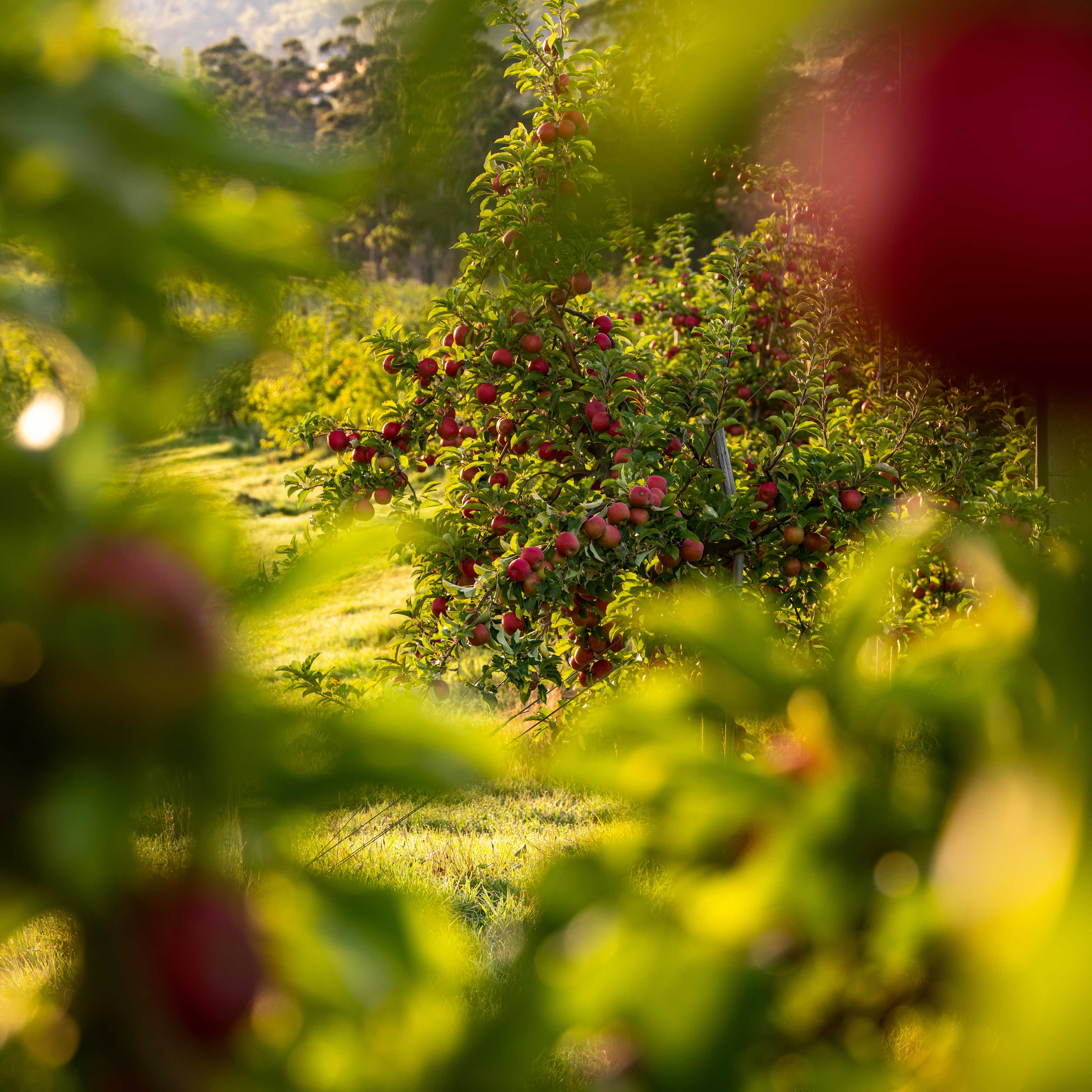 Apple orchard, R&R Smith, Southern Tasmania. Photo: Andrew Wilson.