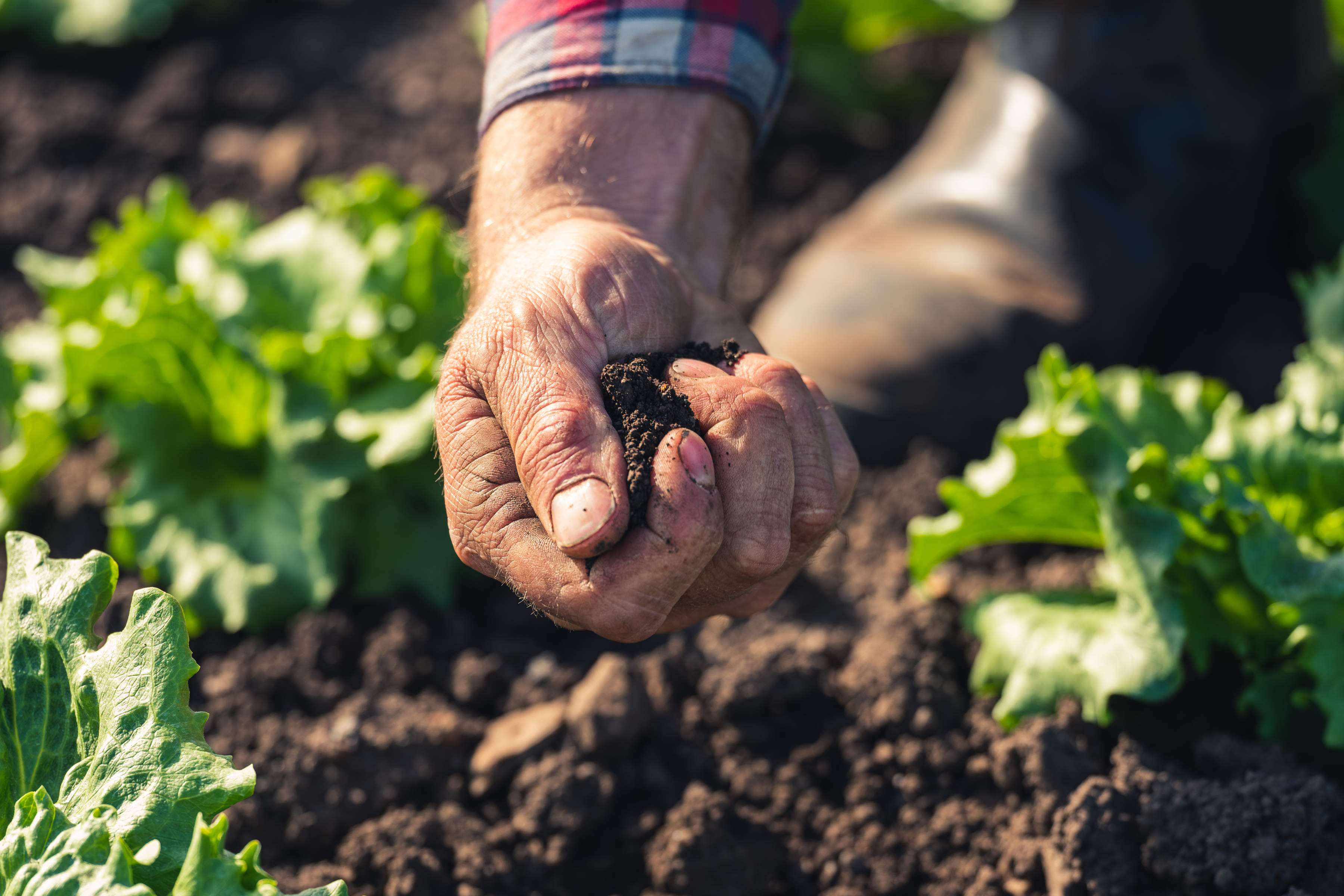 Close-up of person planting leafy greens, Southern Fields, Southern Tasmania. Photo: Andrew Wilson.