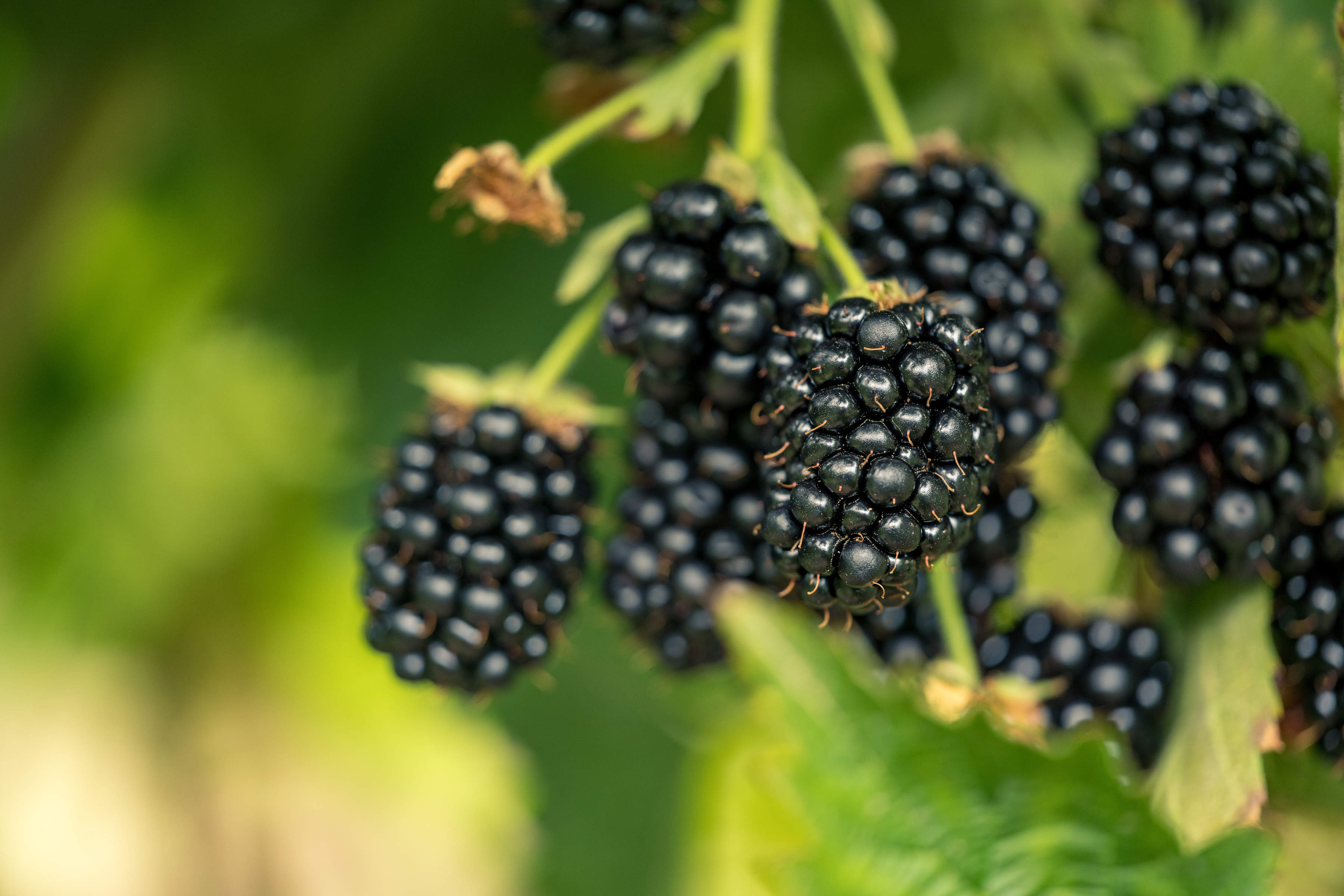 Blackberries by Westerway Raspberry Farm, Southern Tasmania. Photo: Andrew Wilson.